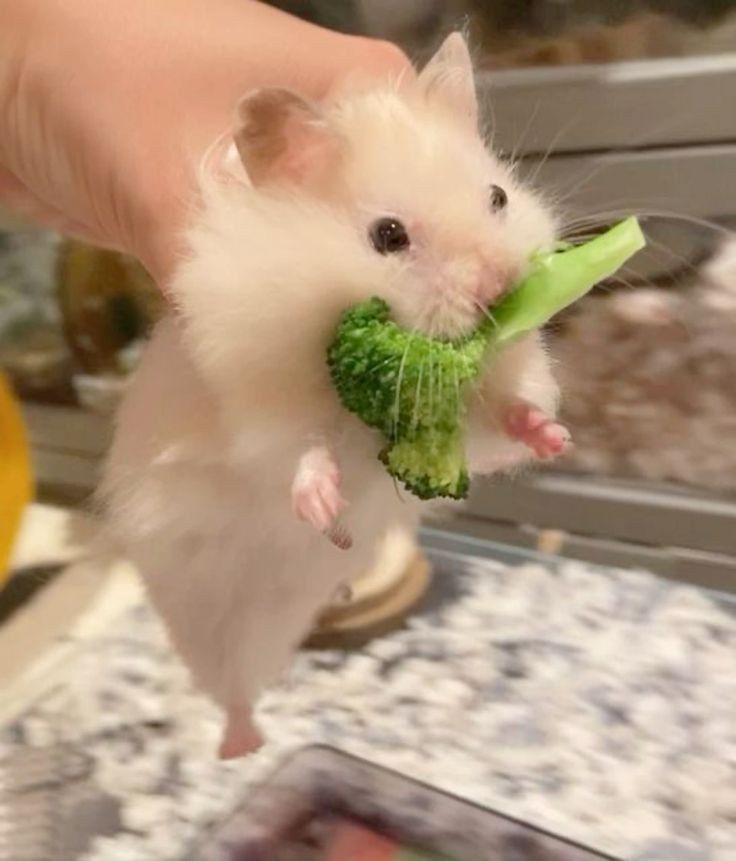 Những tấm hình hài hước này khiến mọi người bật cười mỗi ngày