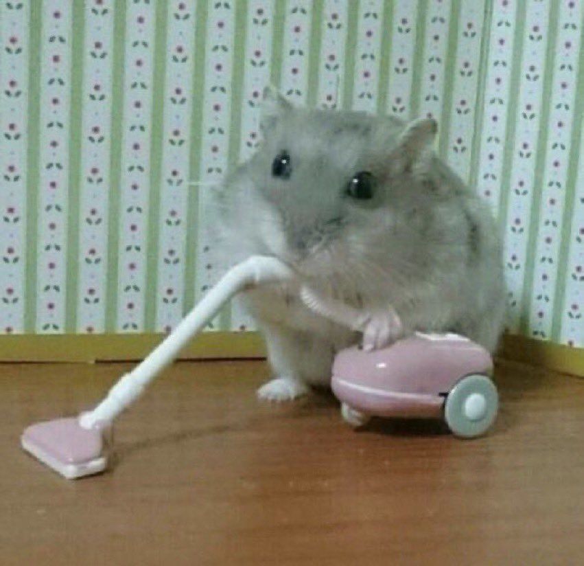 Những tấm hình hài hước từ hamster khiến fan không thể nhịn cười