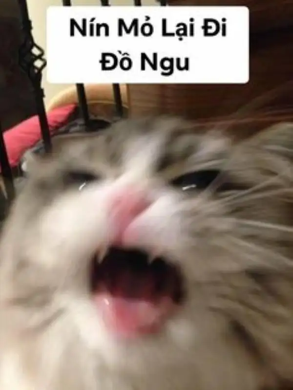 Nín mỏ lại đi đồ ngu