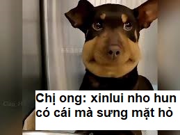 Nói xin lỗi nhưng mặt vẫn không thấy có lỗi