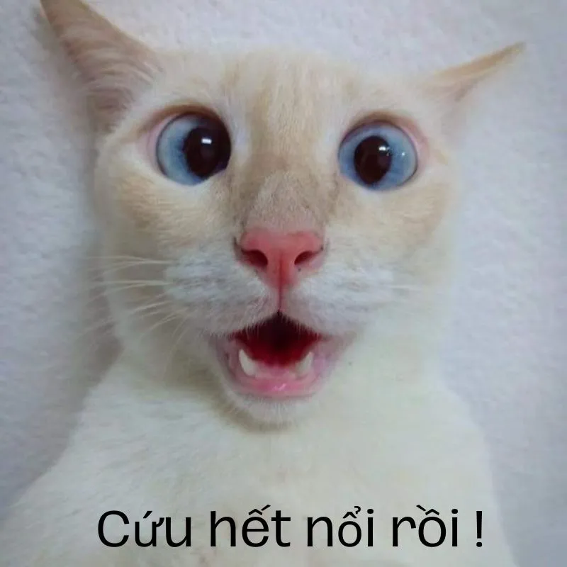 Pha này hết nói nổi