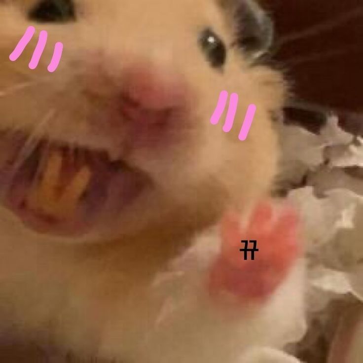 Sad hamster meme được chia sẻ nhiều vì biểu cảm cực kỳ thú vị