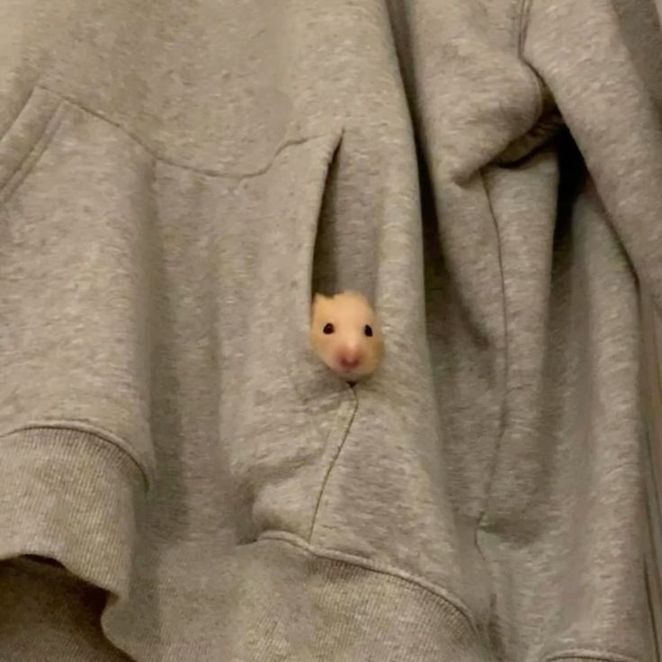 Sad hamster meme mang đến cảm xúc vừa buồn vừa đáng yêu khó tả