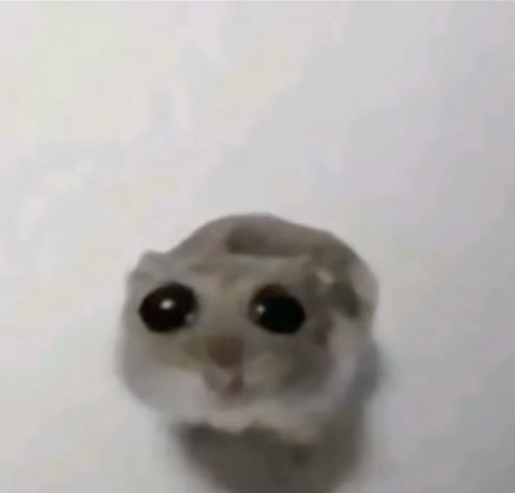 Sad hamster meme