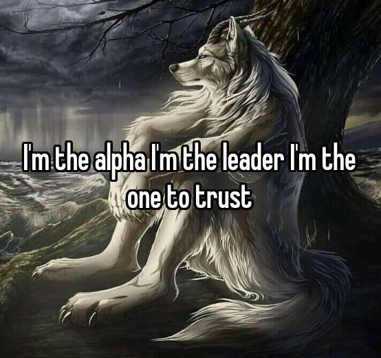 Sói cô độc meme thường được sử dụng để thêm phần hài hước cho hội thoại