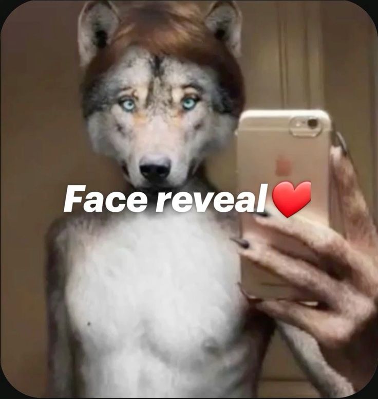 Sói cô độc xé áo meme hài hước được dùng để trêu đùa trong group chat