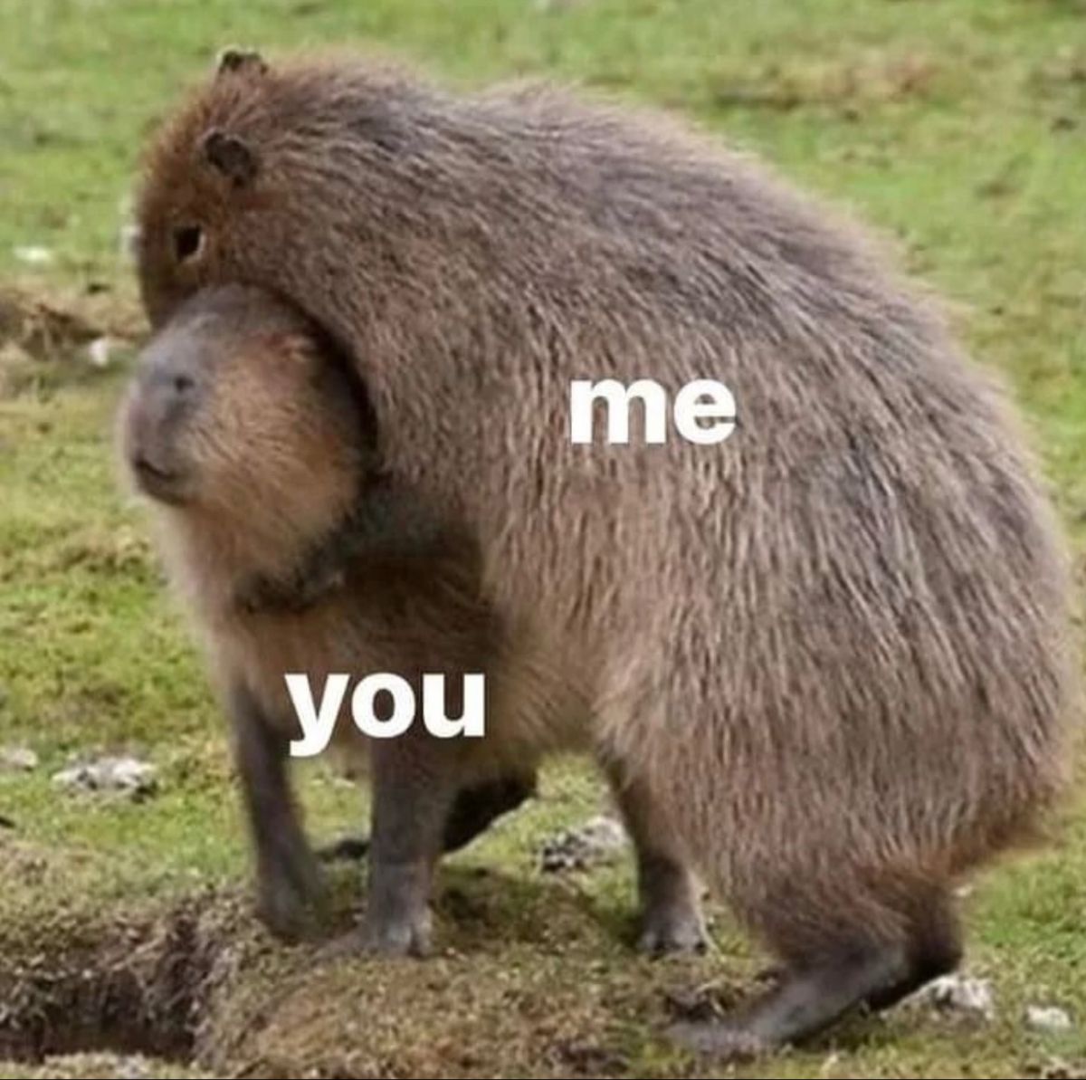 Sự cô đơn không làm capybara sợ, chỉ khiến chai sạn