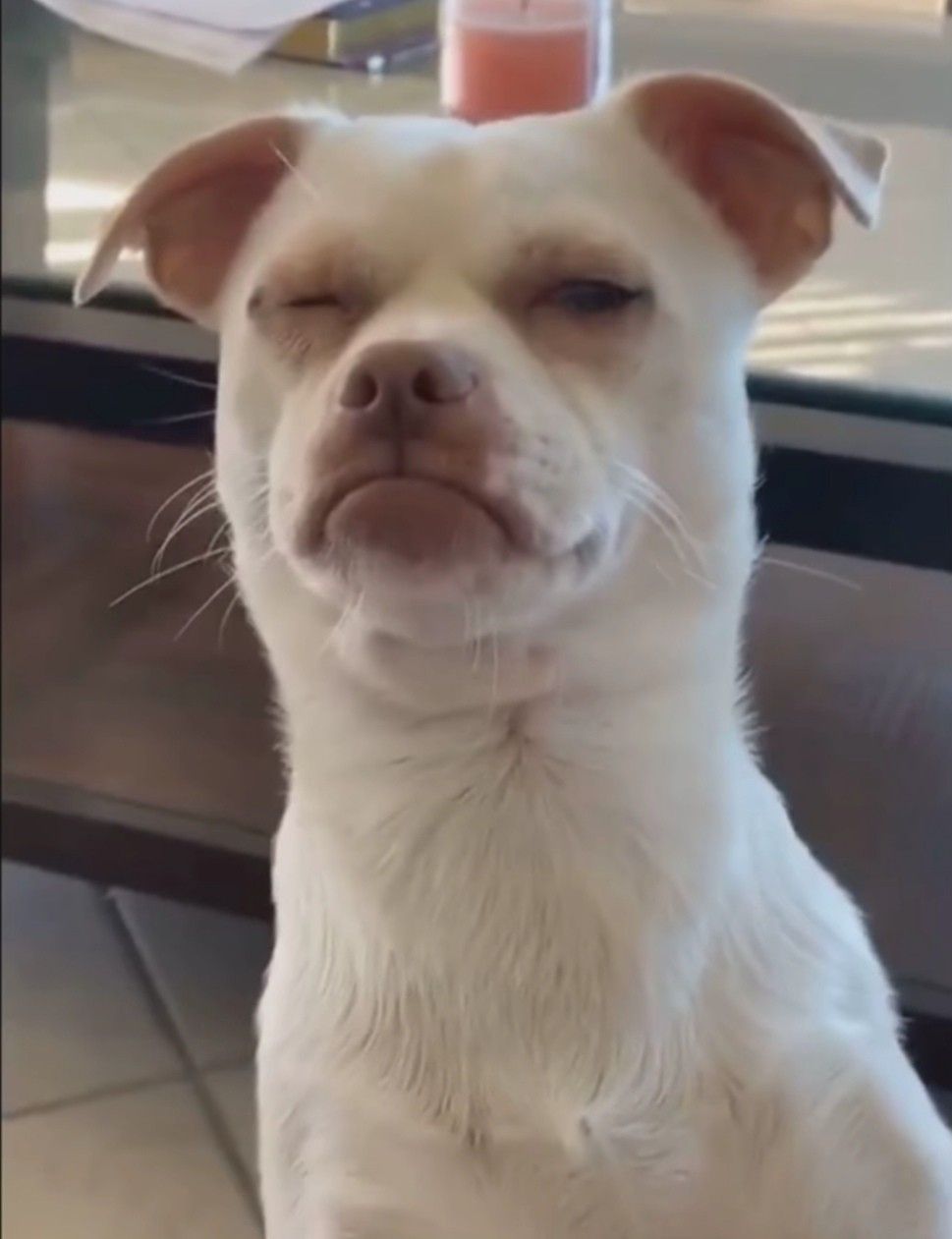 Sus meme được dùng như một cách mỉa mai khéo léo