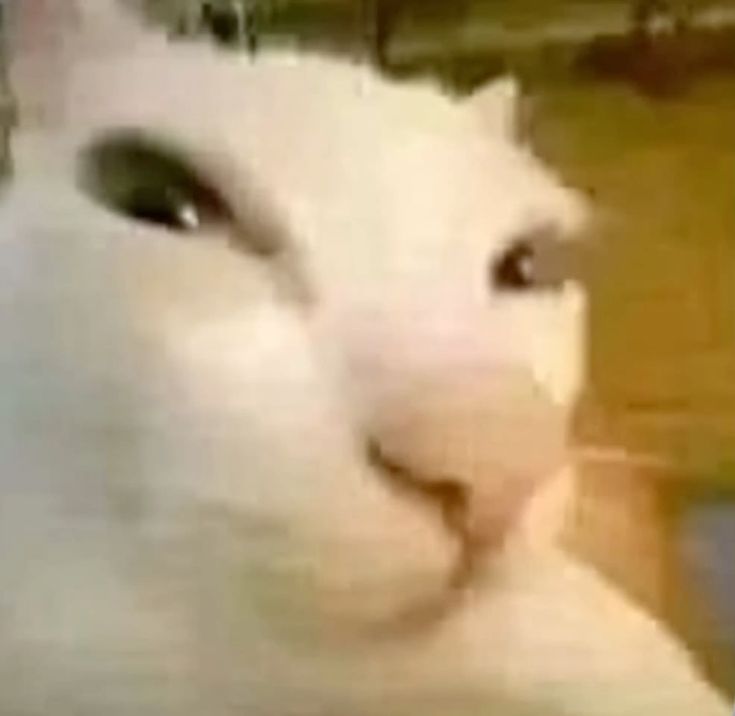 Sus meme trở thành biểu tượng gây cười