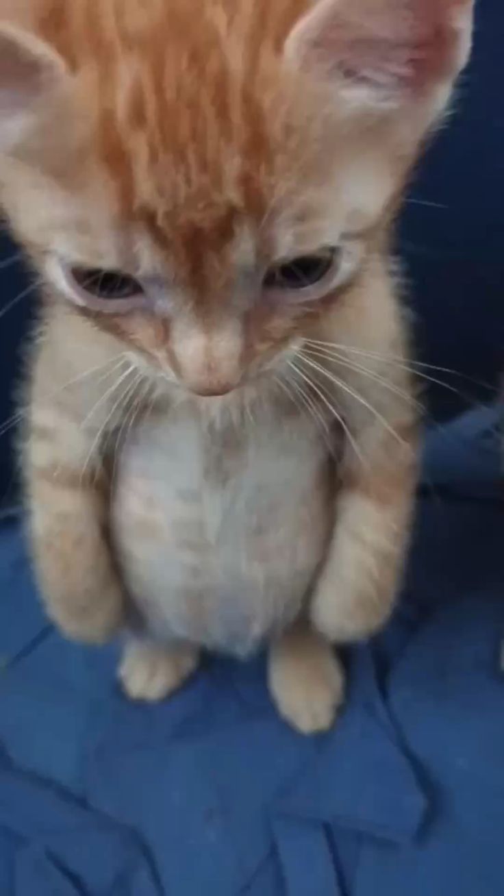 Thành thật xin lỗi, dù có hơi buồn cười thật