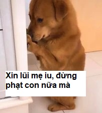 Thật ra không biết mình sai gì, nhưng xin lỗi trước