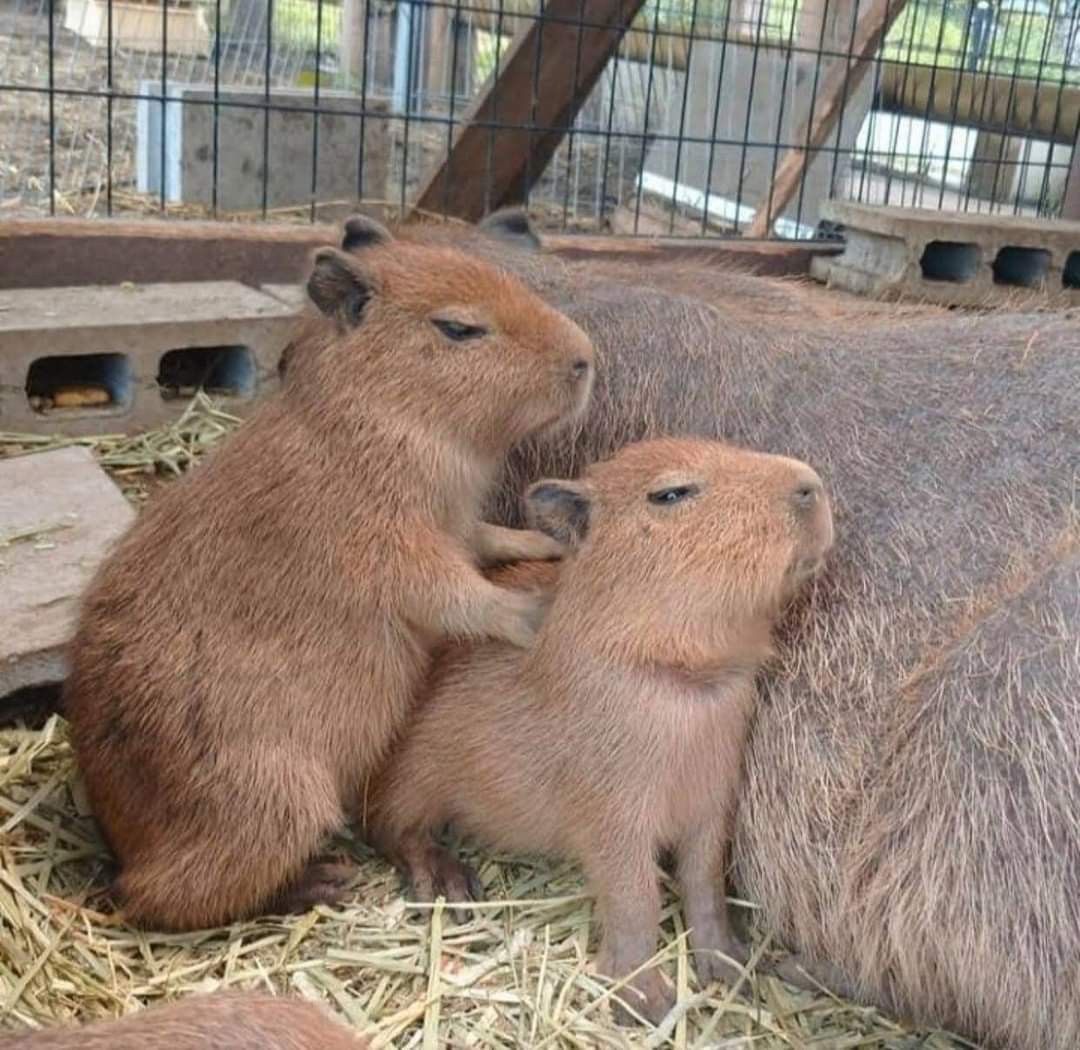 Thế giới có cháy, capybara vẫn chill bên hồ