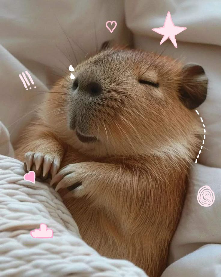 Thế giới có thể đổ vỡ, capybara vẫn thở