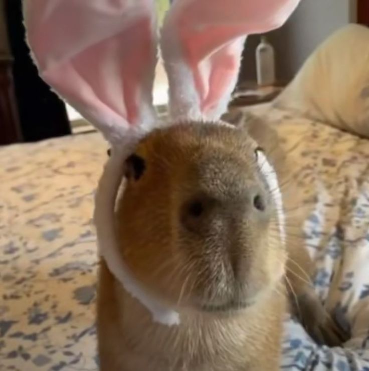 Thế giới ồn ào, capybara chọn cách biến mất