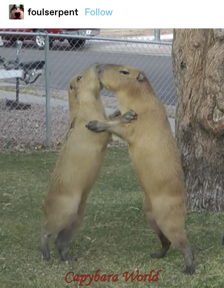 Thức dậy và tiếp tục — capybara không còn lựa chọn