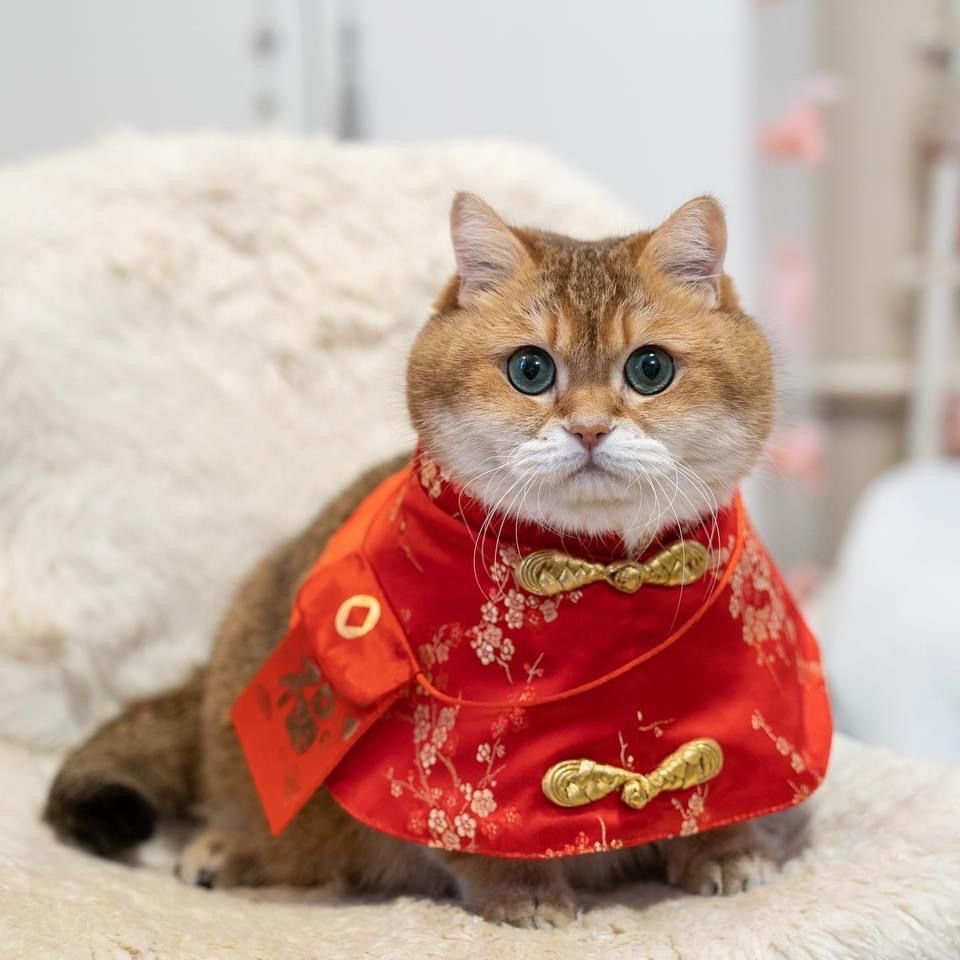 Tiếng cười giòn tan cùng meme Tết khiến không khí xuân thêm ấm áp