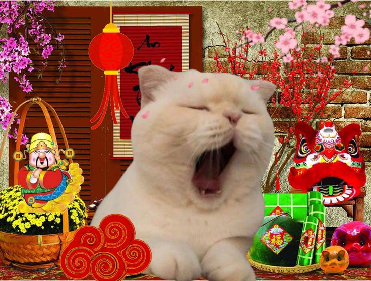 Tiếng cười từ meme Tết làm mùa xuân thêm đáng nhớ với mọi người