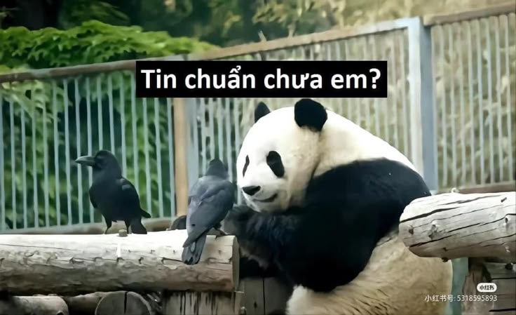 Tin chuẩn chưa em để anh còn đi đồn