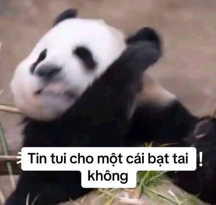 Tin tui cho một cái bạt tai không