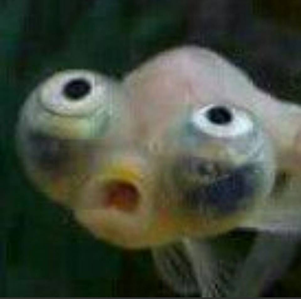 Tôi chỉ định lướt web, ai ngờ lạc vào drama