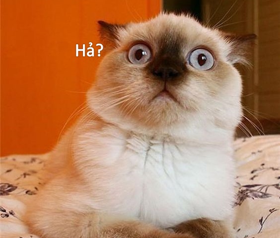 Tôi chỉ đứng hình nhẹ vì cú sốc văn hóa