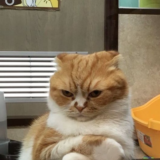 Tôi đã không còn năng lượng để hoảng loạn