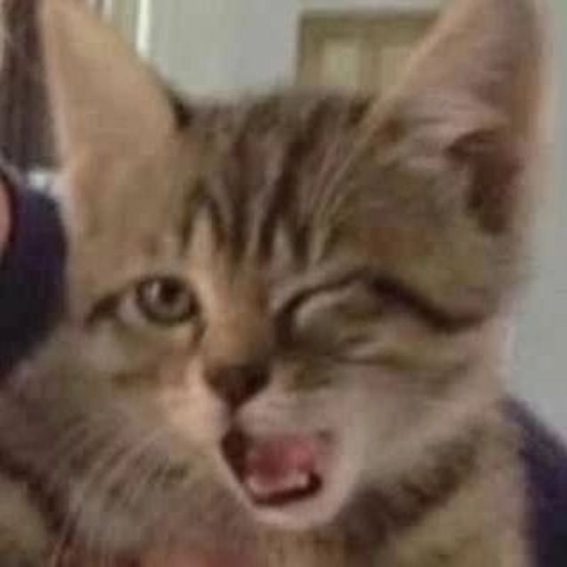 Tôi gọi mèo, mèo gọi cơm