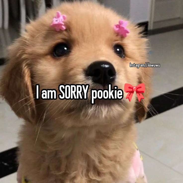 Tôi luôn nói xin lỗi trước, vì tôi lười cãi