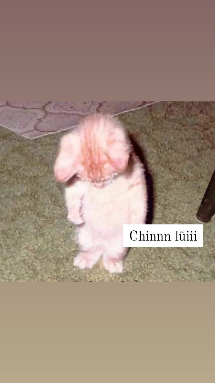 Tôi thật sự xin lỗi, nhưng tâm trạng không hợp