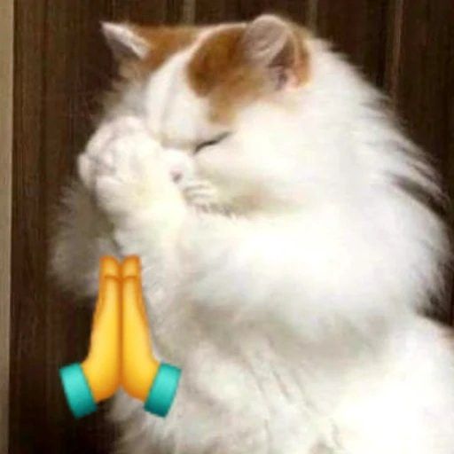 Tôi xin lỗi bằng cả tấm lòng đầy lươn lẹo