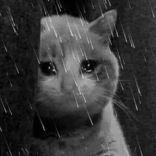 Tôi xin lỗi, chứ đừng bắt tôi thấy có lỗi