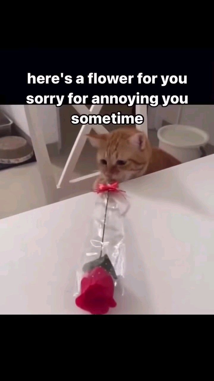 Tôi xin lỗi, nhưng là lỗi hệ thống chứ không phải cá nhân