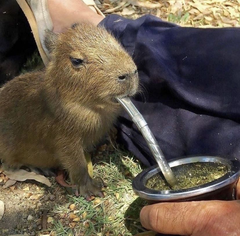 Tôn giáo mới: capybaraism - thờ chill