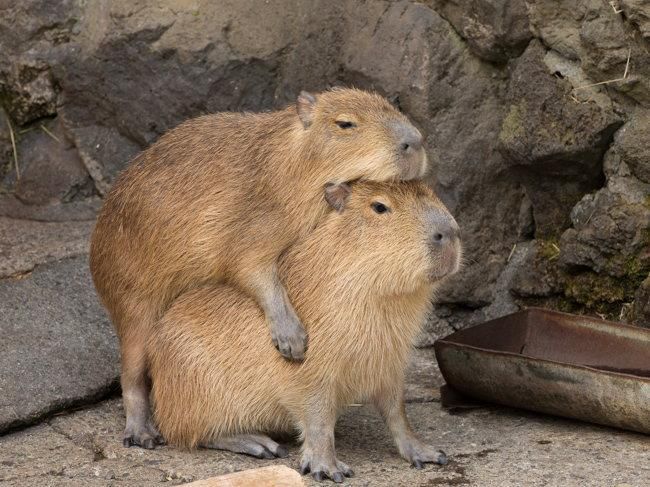Trái tim lạnh như mặt capybara mỗi sáng