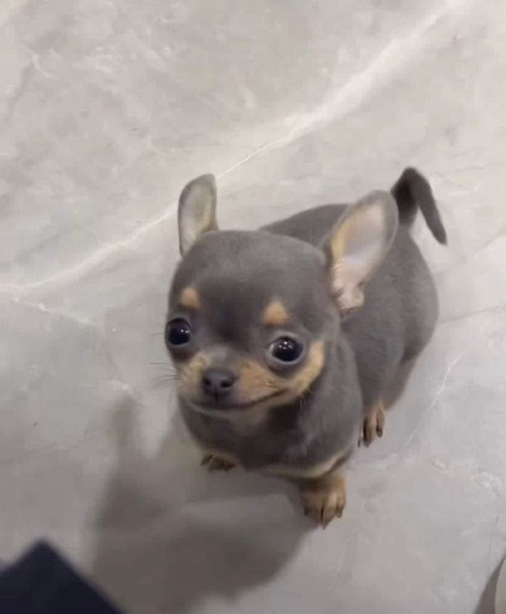 Tưởng được ăn ngon, ai ngờ đi tiêm