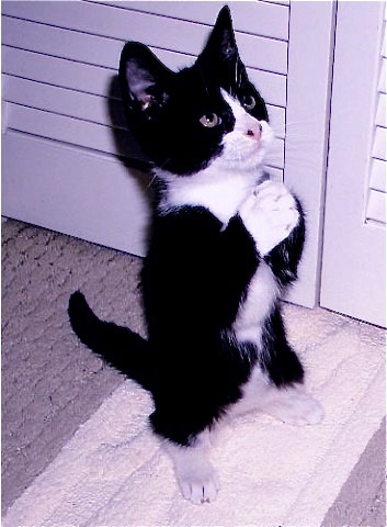 Xin lỗi chân thành nhưng nét mặt lại hơi ngáo