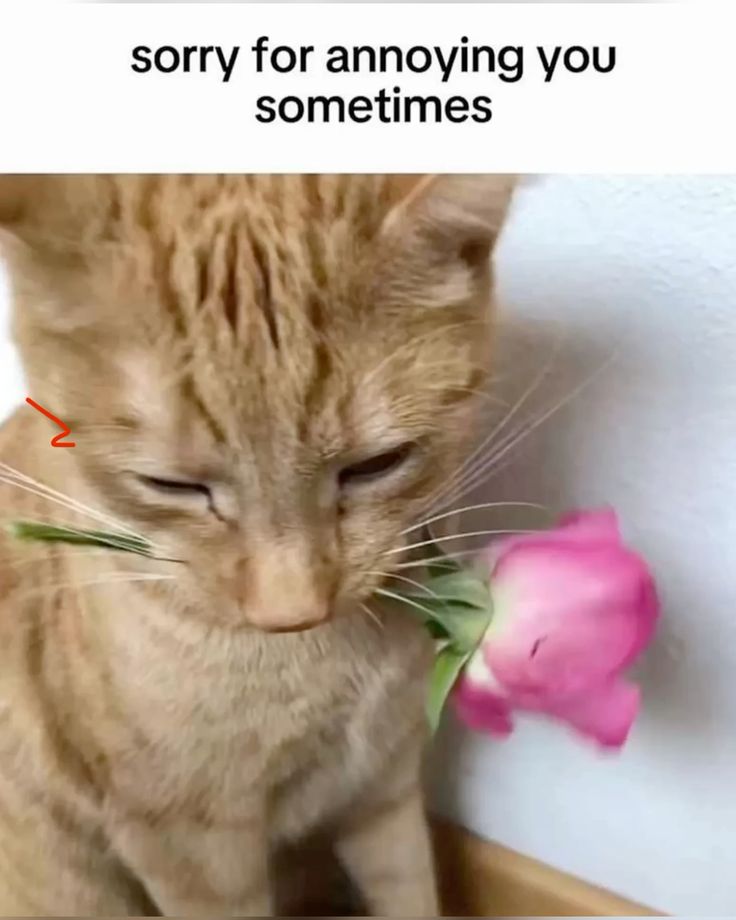 Xin lỗi đi, rồi tiếp tục như chưa có chuyện gì