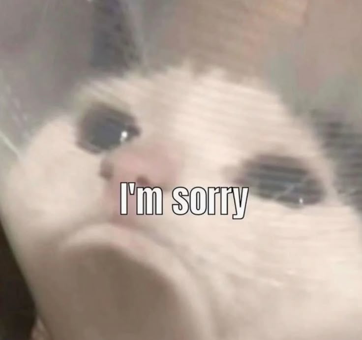 Xin lỗi lần này là thật… hay không thì tùy