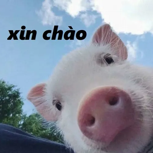 Ảnh chế hello Ảnh chế hello vui