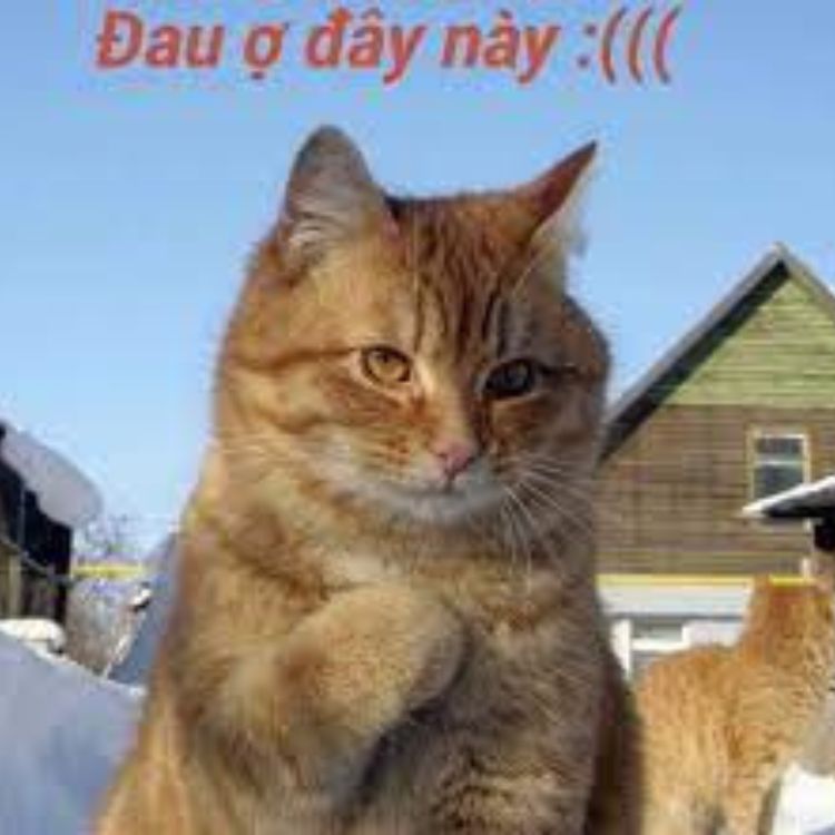 Meme đau ở đây này đau khổ