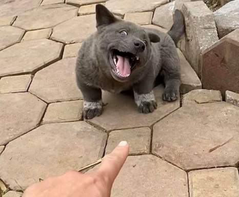 ối dồi ôi tha tôi | VOZ