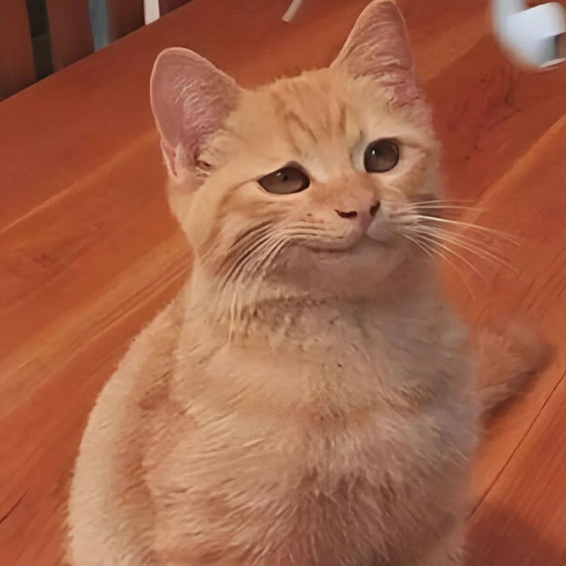 120+ ảnh meme mèo cười đểu, nhe răng, siêu bựa hài hước