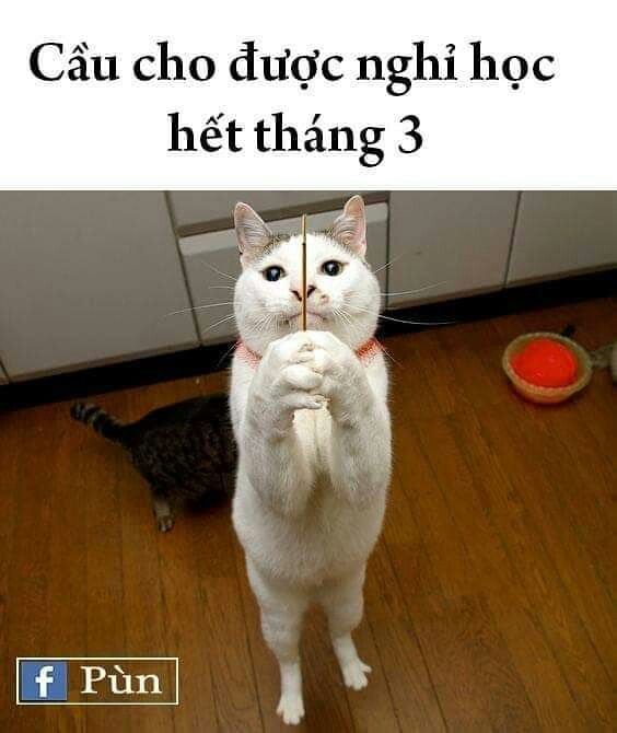 Funny Cat Meme cầu xin