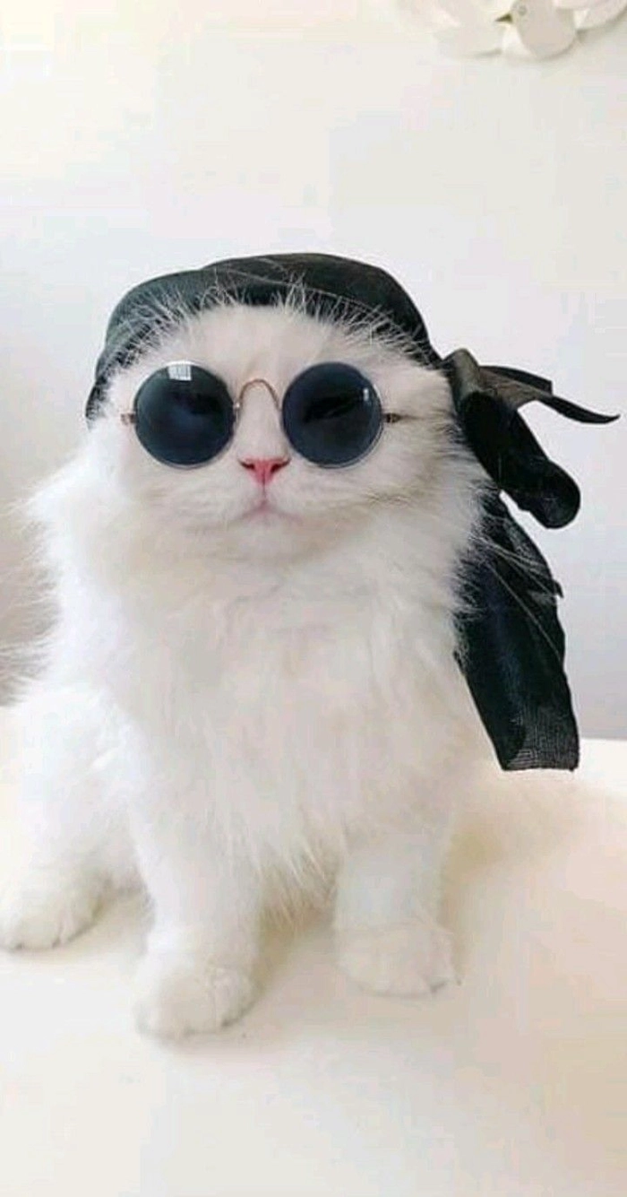 Meme mèo ngầu mặc vest