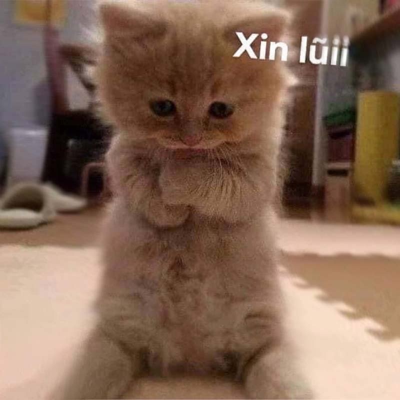 Meme mèo xin lỗi
