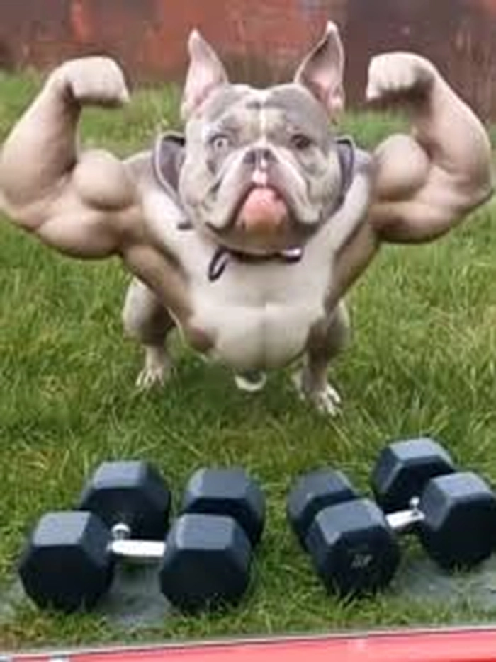 Meme chó cơ bắp dễ thương