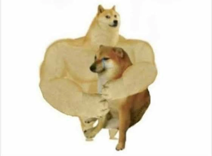 Chó vàng cơ bắp