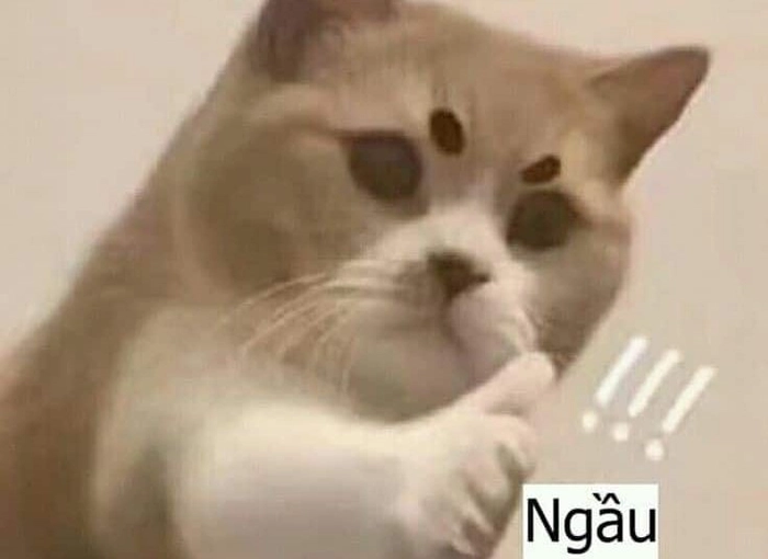 Meme ngầu độc đáo