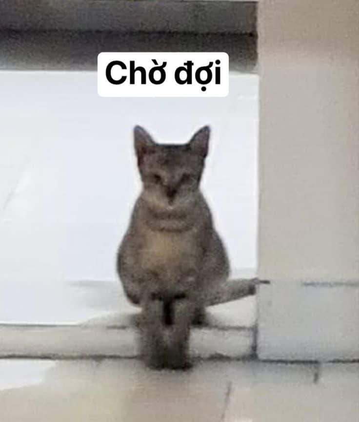Meme Chờ Đợi Siêu Hài [Ảnh Meme Bộ Xương Chờ Đợi]