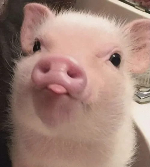 Lợn meme chu mỏ hôn